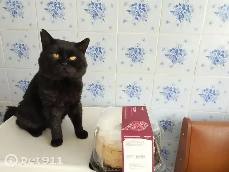 Пропал кот Уголёк, Пролетарская ул., Губкин - photo