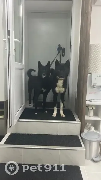 Пропала собака, Лесопарковая 15/19 - photo