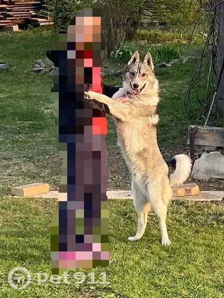 Пропала лайка, ул. Кирова 1А, Черноисточинск - photo