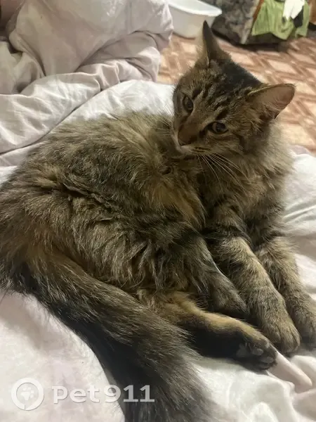 Кошка найдена на Тихой аллее, 3, Нижнекамск - photo
