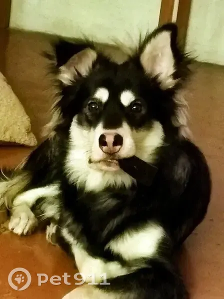 Пропала собака, Красноярск, Красноярский край - photo