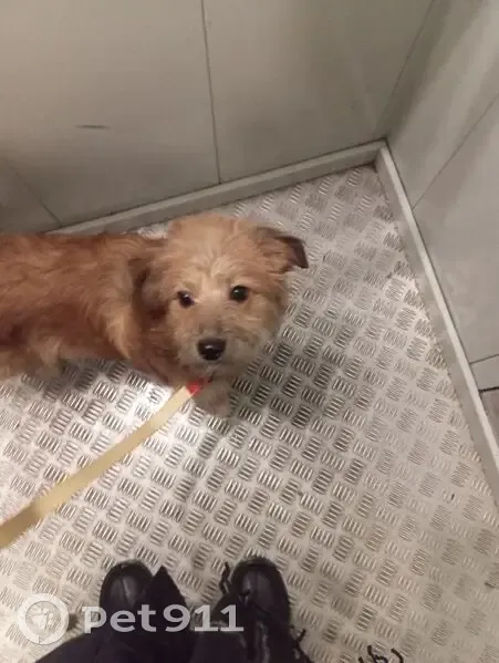 Пропала собака у дома 28к5 на ул. Вучетича - photo