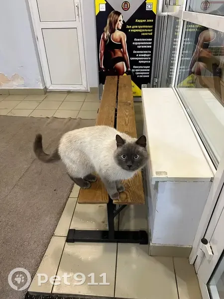 Найдена кошка у бассейна, Пирогова 25В - photo