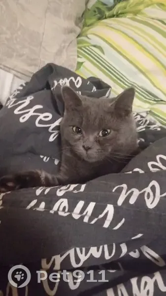 Пропала кошка, ул. Грекова, 18 к1, Москва - photo