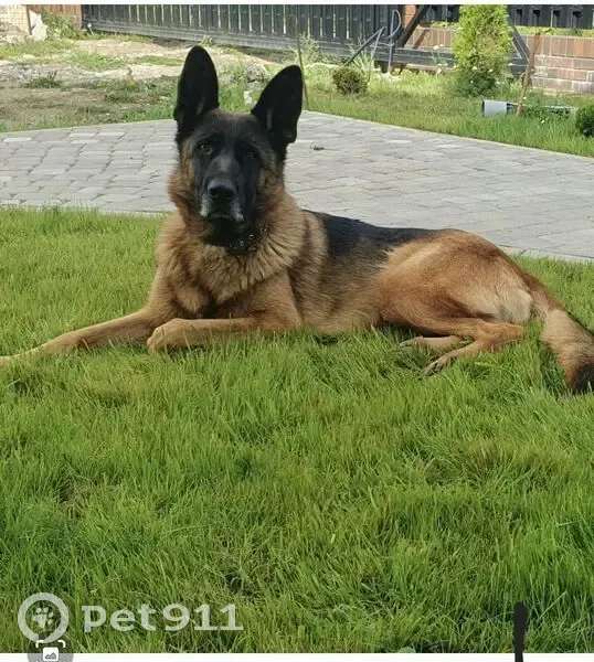 Пропала собака, Тюменская 14, Ермолино - photo