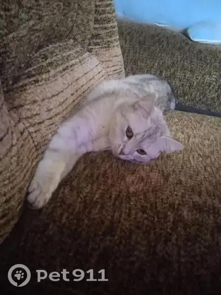 Пропала кошка, ул. Дзержинского, 4 - photo