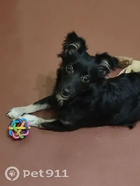 Пропала собака, бульвар Миттова, 37Б - photo