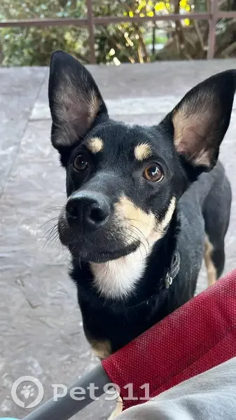 Пропала собака на ул. Фурманова, Сочи - photo