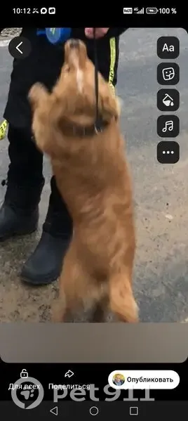 Пропала собака, Луговец, Брянская обл. - photo