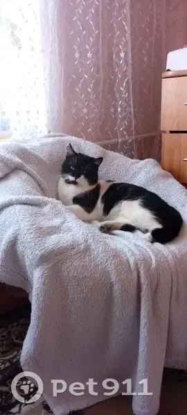 Пропала кошка, ул. Волна Революции, 38 - photo