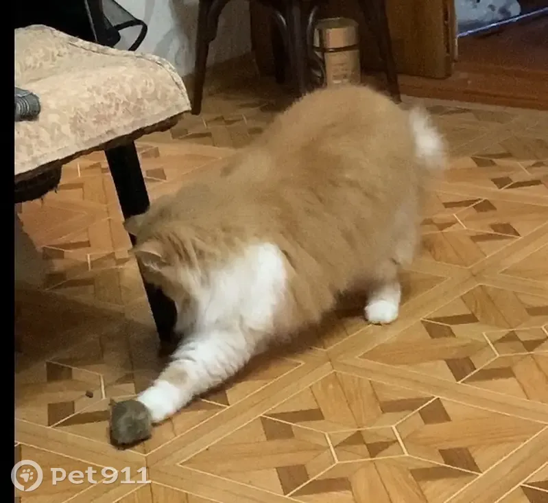 Пропала кошка Ася, ул. Куйбышева, 11 - photo