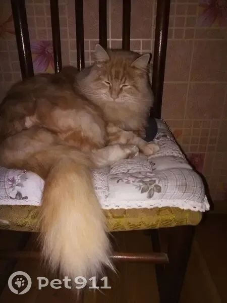 Пропала кошка, Здоровцева 25, СПб - photo