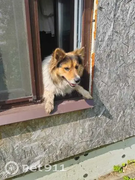 Пропала собака, Рахманово, 46Н-02023 - photo