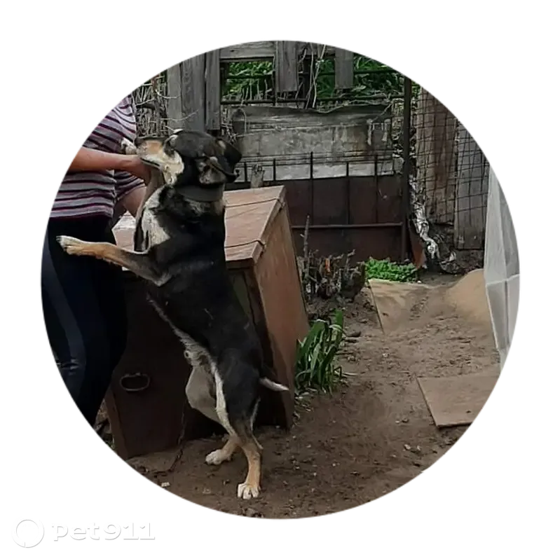 Пропала собака: 3-я Нагорная, Саратов - photo