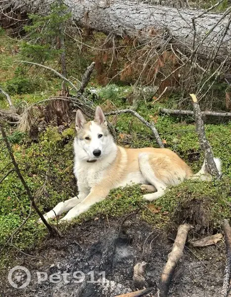 Пропала лайка, ул. Современников, 10 - photo