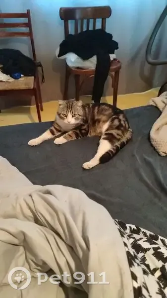 Пропала кошка на ул. Свободы, Урюпинск - photo