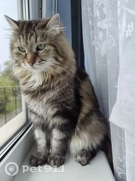 Пропал кот Барсик, Дунайский пр., 37к1 - photo