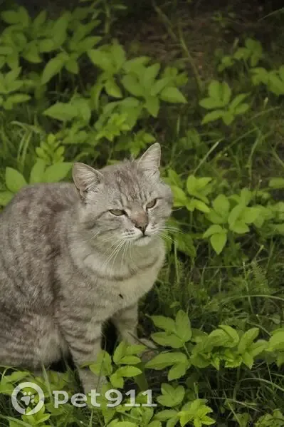 Пропал кот Василек, Алтышево, Чувашия - photo