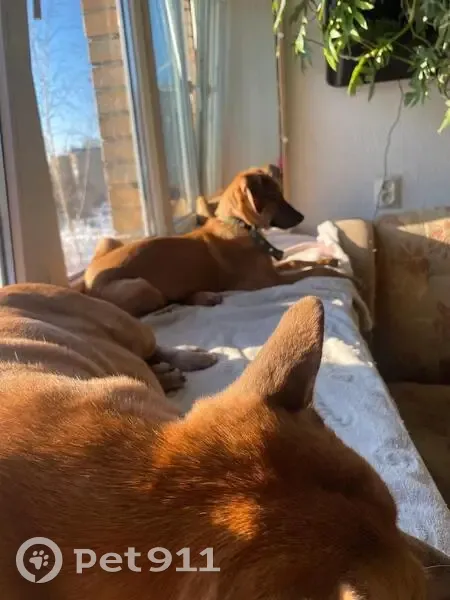 Пропала собака Джесси, Старый Оскол - photo