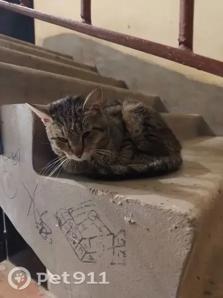 Кошка найдена: ул. Пархоменко, 20, Пермь - photo