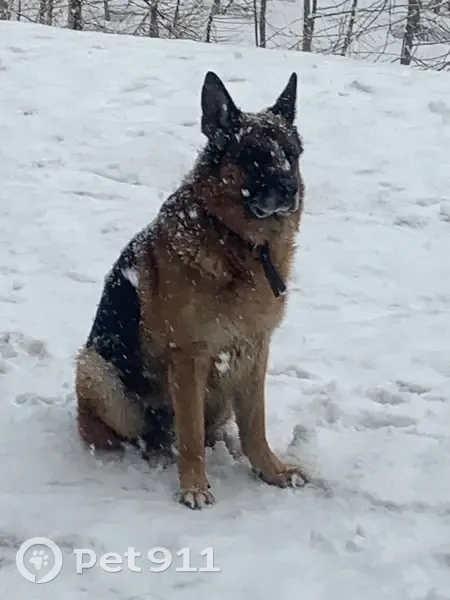 Пропала собака, ул. Горького, Южно-Сахалинск - photo