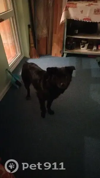 Пропала собака, Новоозёрная 9, Совхозный - photo