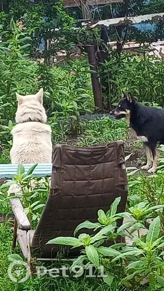 Пропала собака, Холмск, Сахалинская обл. - photo