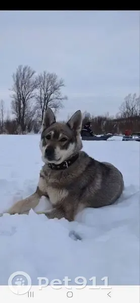 Пропала собака, Набережная ул., 9 - photo