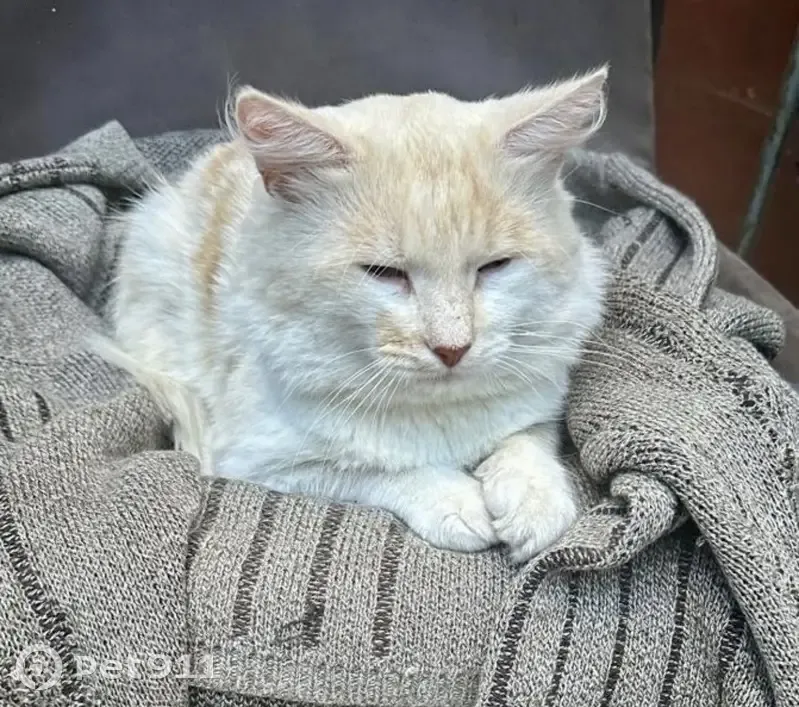 Пропала кошка, Садовая ул., 17, Плещеево - photo