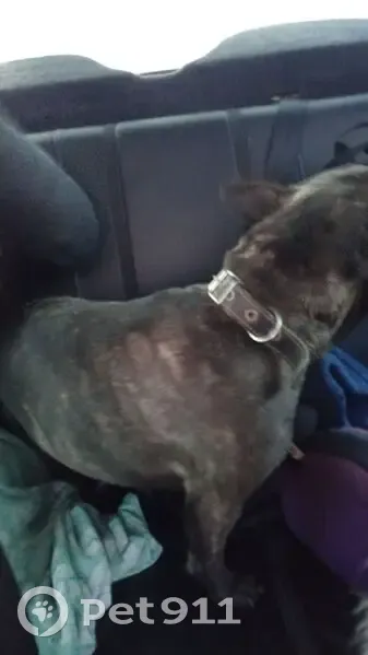 Собака найдена у Чижика, Набережная 14 - photo