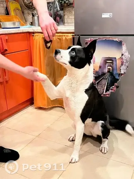 Пропала собака, д. Дьяково, Раменский - метис хаски с разноцветными глазами - photo