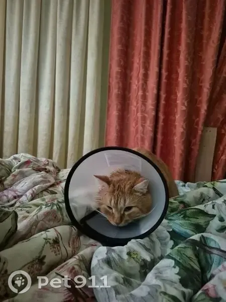 Пропал кот, Североозёрная улица, 2, Волгоград - рыжий с воротником на голове - photo