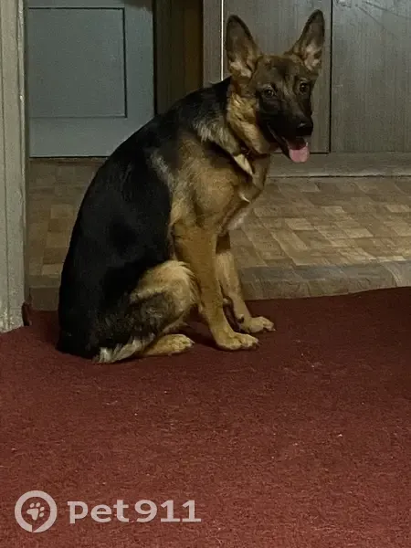 Пропала собака, улица Чупрова, 38, Иркутск - маленькая, полгода - photo