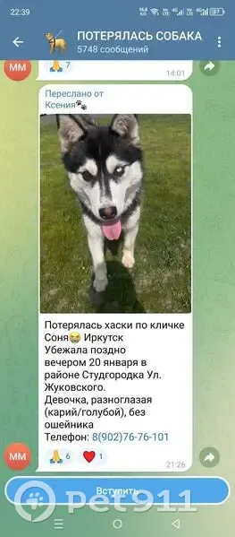 Пропала собака, улица Жуковского, Иркутск - хаски, разноглазая - photo