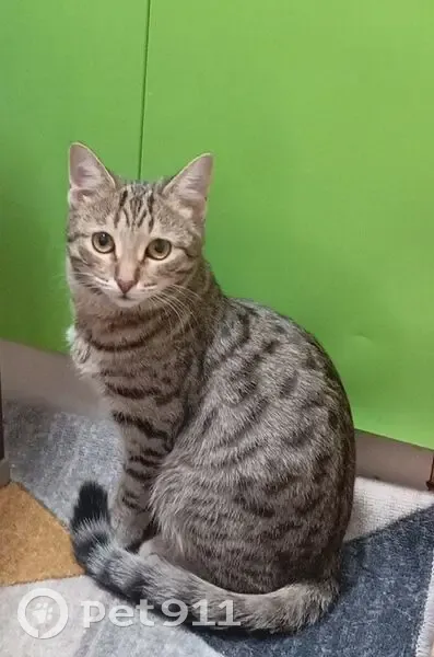 Пропал кот, улица Декабристов, 5А, Гай - коричневый полосатый окрас (табби) - photo