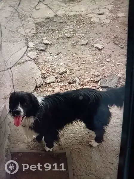 Пропал собака, улица Серова, 164, Курганинск - черно-белая, очень ручная - photo