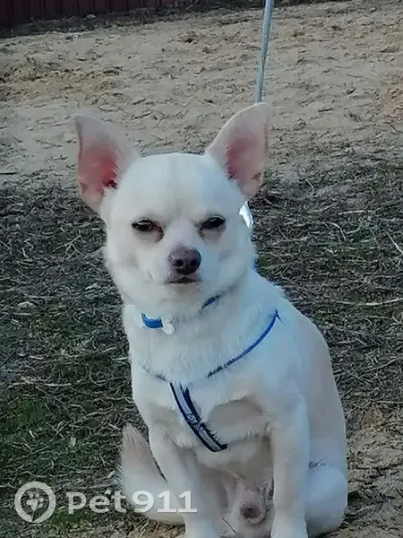 Пропал собака, Казаки, Липецкая область - белый чихуахуа - photo