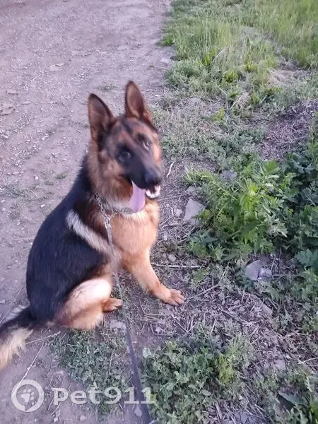 Пропал собака, улица Ульянова, 2Б, Набережные Челны - крупный кобель - photo