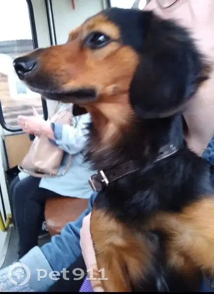 Пропала собака, улица Пушкина, 93, Алапаевск - такса длинношерстная - photo