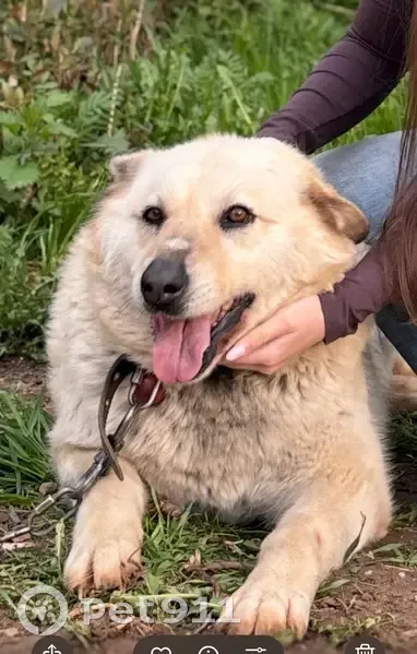 Пропала собака, Окружное шоссе, Вологда - светлый окрас - photo