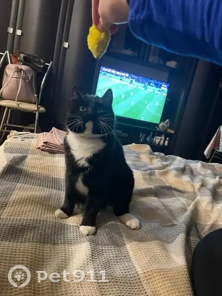 Пропал кот, улица Парижской Коммуны, 41, Владимир - photo