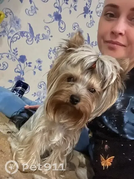 Пропала собака, 2-й Кустанайский проезд, городской округ Пенза - окрас черно-дымчатый - photo