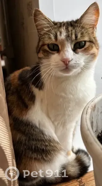 Пропала кошка, Степная улица, 74, Ижевск - ласковая и энергичная - photo