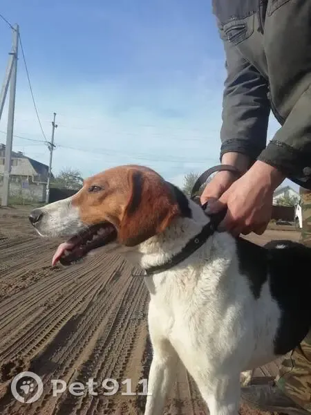 Пропала собака, мужской, Луговая улица, Орлово - откликается на кличку Герда - photo