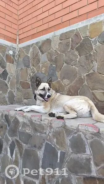 Пропала собака, Центральная улица, городской округ Волгодонск - окрас серый, похожа на хаски - photo