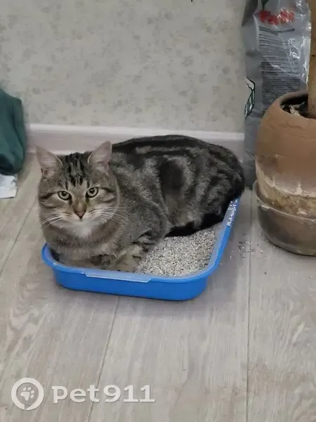 Пропал кот, Школьная улица, 12, Красномайский - крупный и ласковый - photo