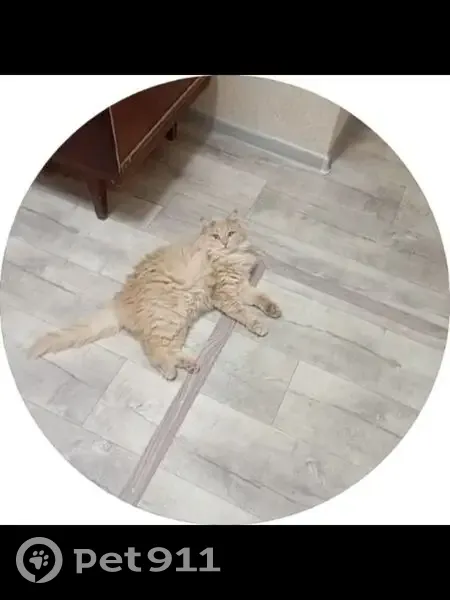 Пропал кот, улица Жуковского, 50, Коломна - рыжий, кудрявый живот - photo