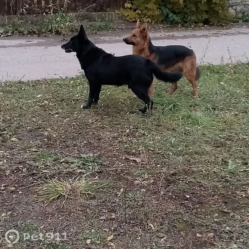 Пропала собака, девочка, улица Газинура Гафиатуллина, 19, Бугульма - чёрно-рыжая, средняя, худенькая - photo