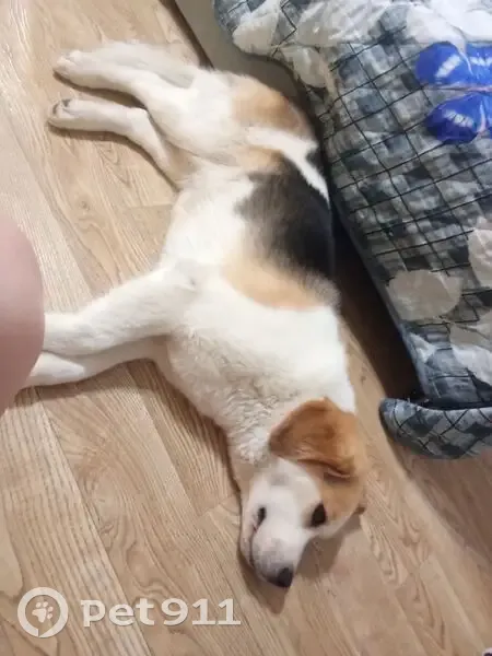 Пропал собака, улица Конструктора Духова, 1, Челябинск - зелёный ошейник - photo