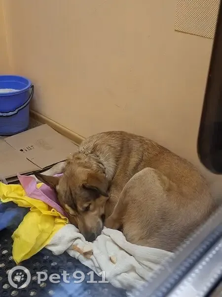 Пропал собака, бульвар Красных Зорь, Санкт-Петербург - рыжий кобель в строгом ошейнике - photo